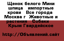 Щенок белого Мини шпица , импортные крови - Все города, Москва г. Животные и растения » Собаки   . Крым,Гвардейское